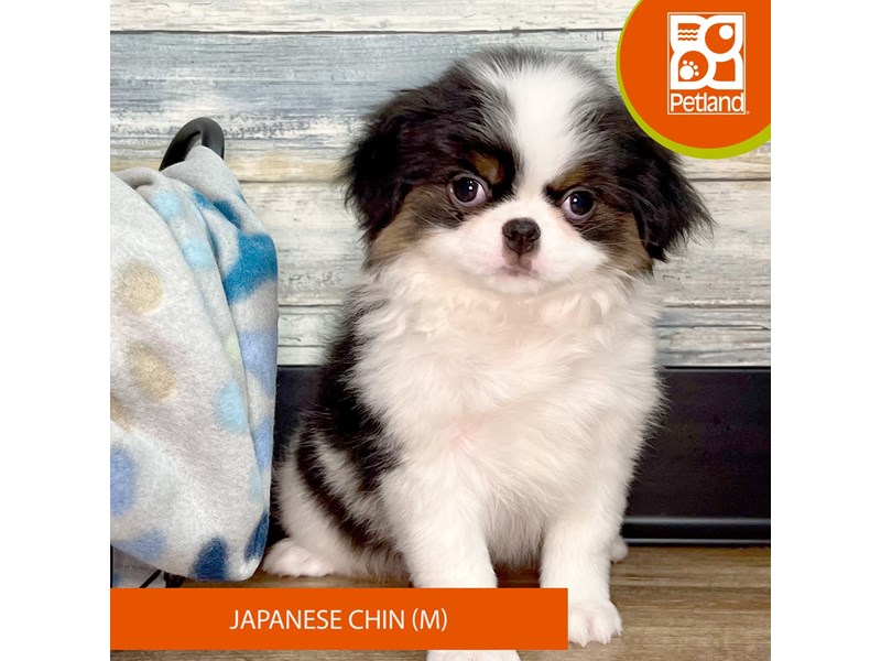 Japanese Chin-Male-Black / White-3992066-Petland Eastgate