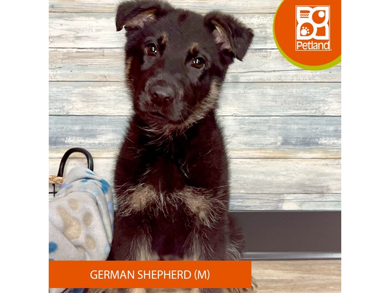 German Shepherd Dog-Male-Black / Tan-3998298-Petland Eastgate
