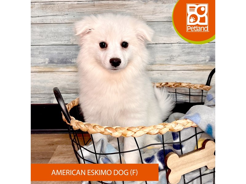 American Eskimo Dog-Female-White-4000375-Petland Eastgate
