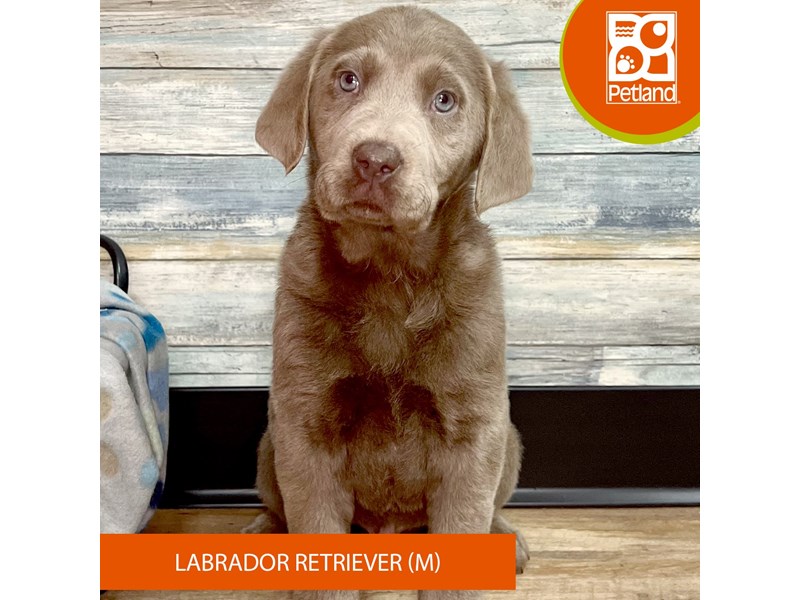 Labrador Retriever-Male--4000755-Petland Eastgate