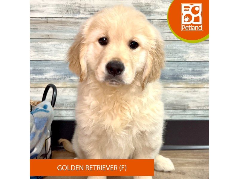 Golden Retriever-Female-Light Golden-4008991-Petland Eastgate