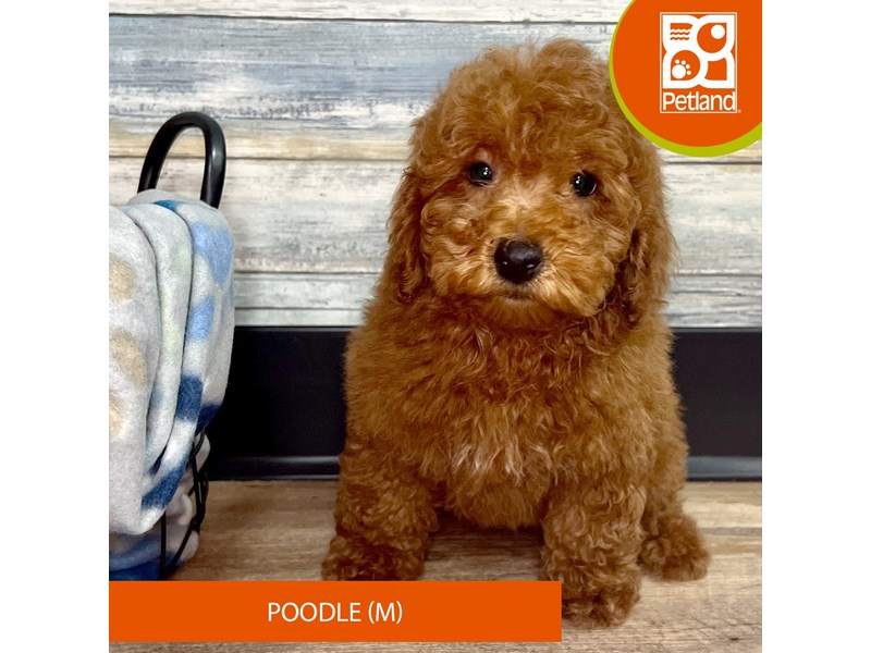 Poodle-Male-Red-4011405-Petland Eastgate