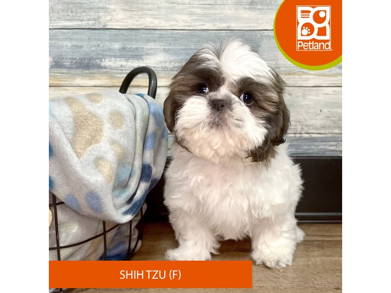 Shih Tzu-Female-Brown / White-4021566-Petland Eastgate