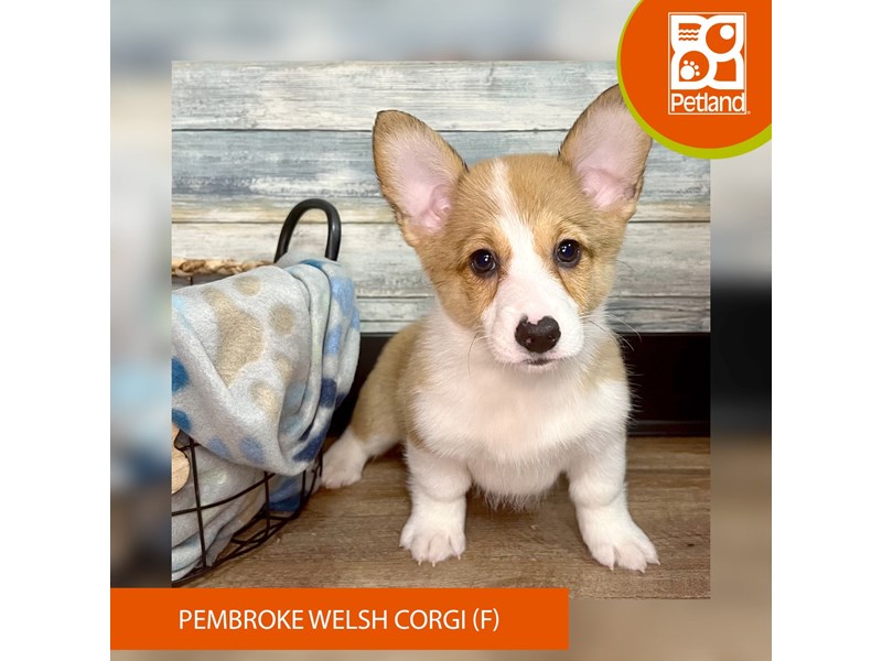 Pembroke Welsh Corgi-Female-Brown / White-4021563-Petland Eastgate
