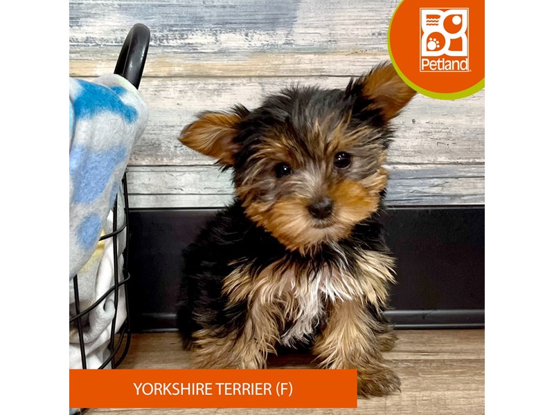 Yorkshire Terrier-Female-Black / Tan-4021564-Petland Eastgate