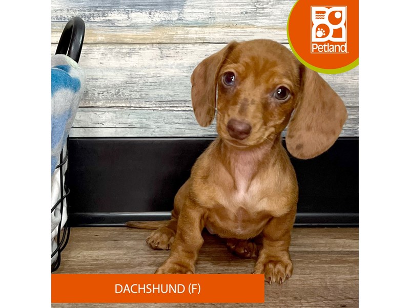 Dachshund-Female-Red-4021567-Petland Eastgate