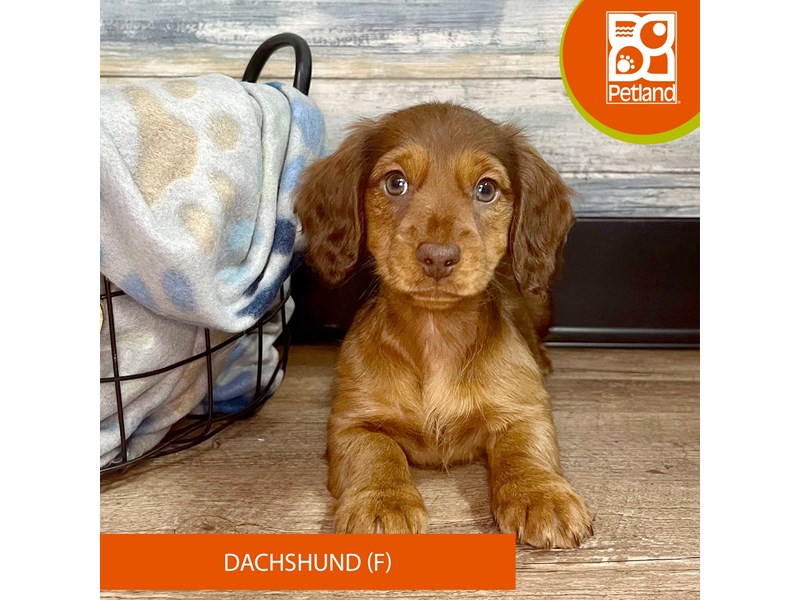 Dachshund-Female-Wild Boar-4020905-Petland Eastgate