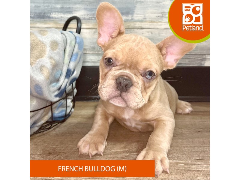 French Bulldog-Male-Blue Fawn-4020906-Petland Eastgate