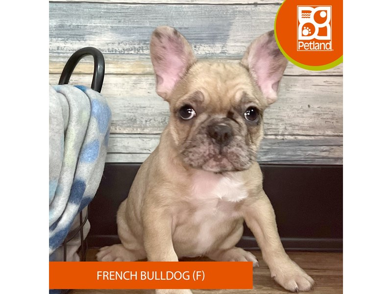 French Bulldog-Female-Fawn-4020909-Petland Eastgate