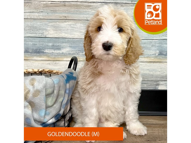 Goldendoodle-Male-White / Apricot-4021224-Petland Eastgate