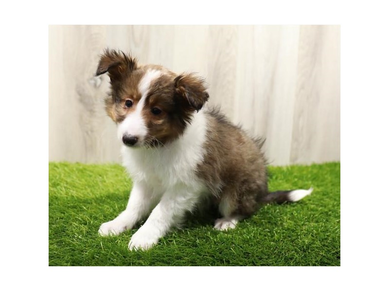 Shetland Sheepdog-Male-Sable / White-4028349-Petland Eastgate