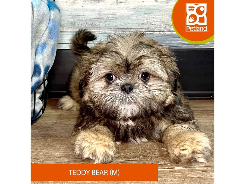 Teddy Bear-Male-Grizzle-4028323-Petland Eastgate
