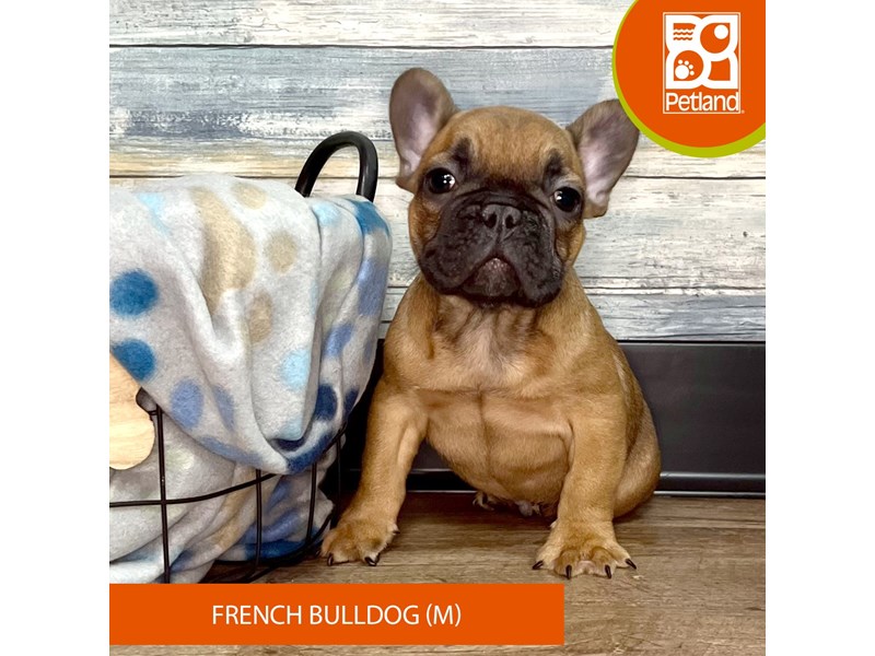 French Bulldog-Male-Fawn-4028339-Petland Eastgate