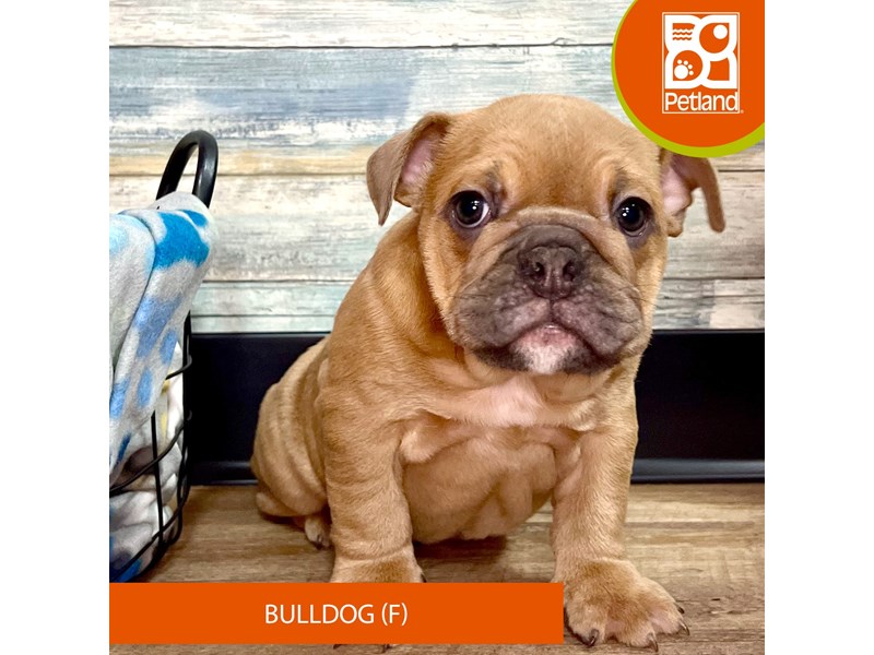 Bulldog-Female-Fawn-4028338-Petland Eastgate