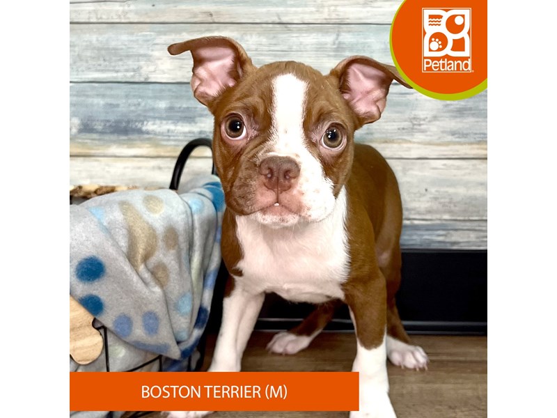 Boston Terrier-Male-Seal / White-4031655-Petland Eastgate