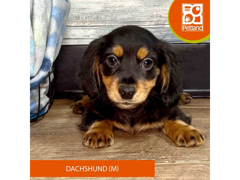 Dachshund-Male-Black / Tan-4031654-Petland Eastgate