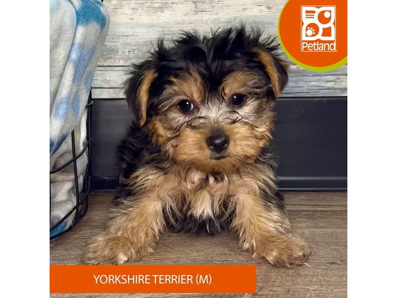 Yorkshire Terrier-Male-Black / Tan-4030412-Petland Eastgate