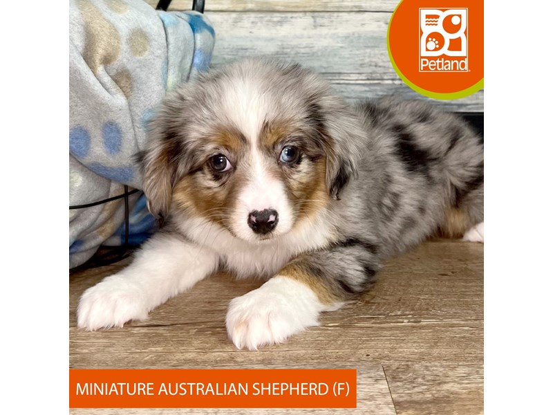 Miniature Australian Shepherd-Female-Blue Merle-4031656-Petland Eastgate