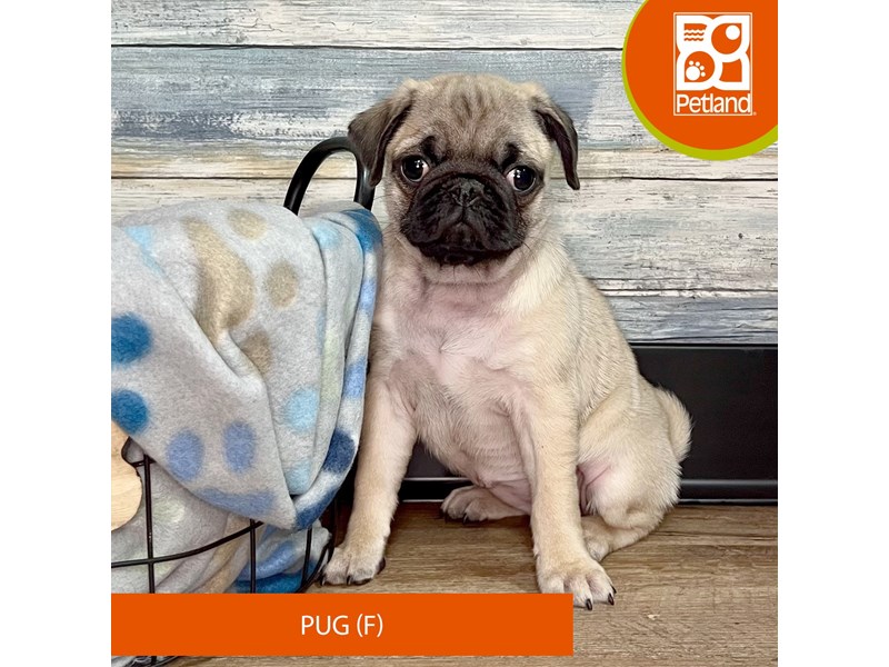 Pug-Female-Fawn-4031657-Petland Eastgate