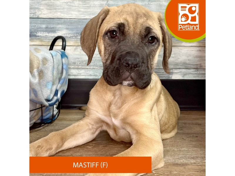 Mastiff-Female-Fawn-4031652-Petland Eastgate