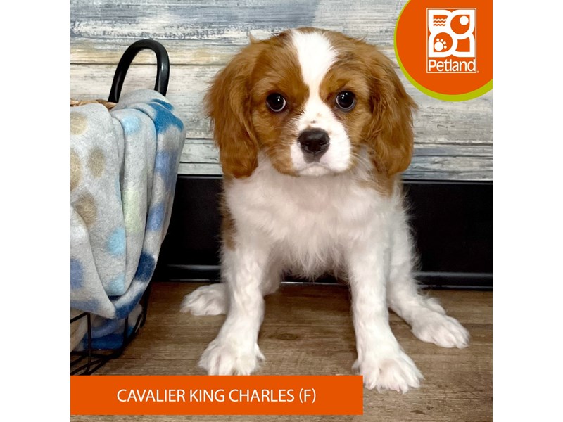 Cavalier King Charles Spaniel-Female-Blenheim-4031653-Petland Eastgate
