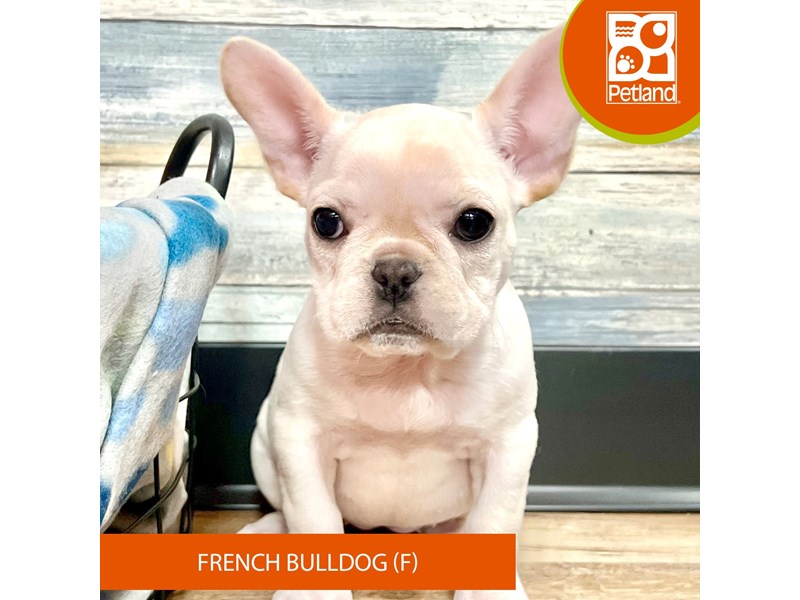French Bulldog-Female-Cream-4028336-Petland Eastgate