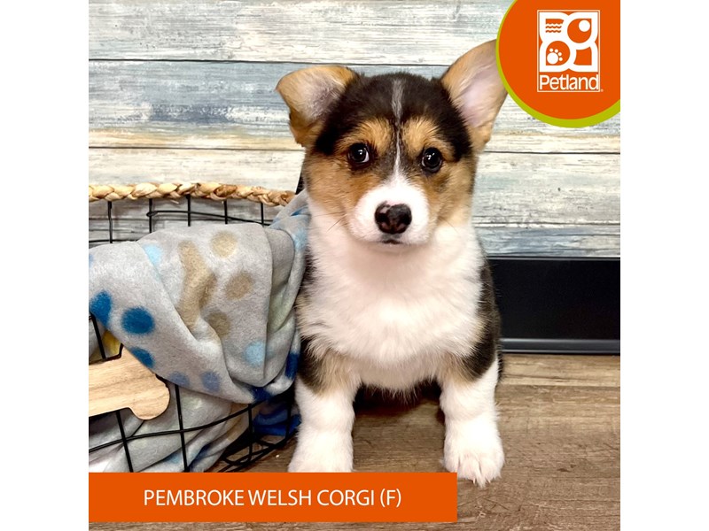 Pembroke Welsh Corgi-Female-Black White / Tan-4028334-Petland Eastgate