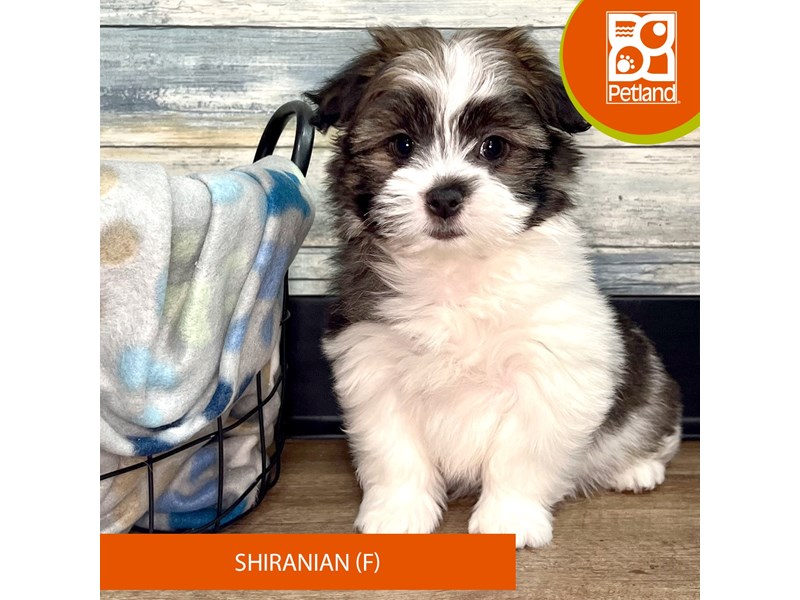 Shiranian-Female-Gold Sable-4028327-Petland Eastgate