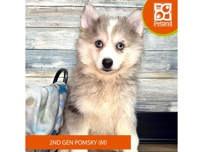 Pomsky 2nd Gen-Male-Blue Merle-4028326-Petland Eastgate
