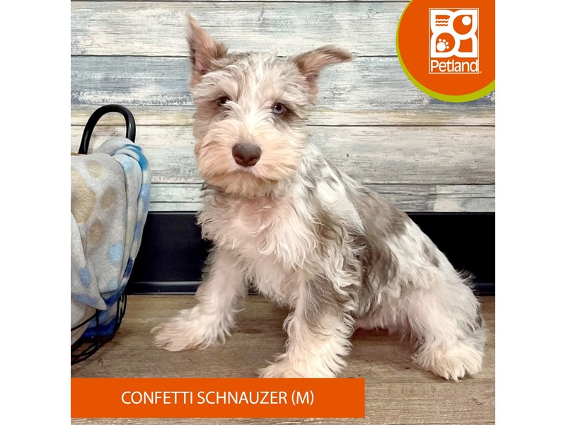 Miniature Schnauzer-Male--4042780-Petland Eastgate