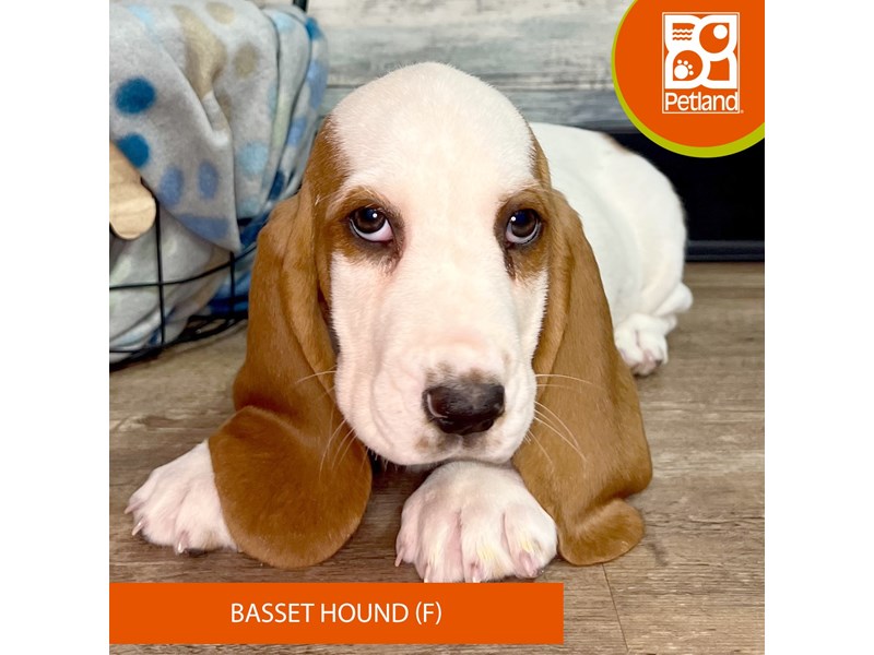 Basset Hound-Female-Lemon / White-4042592-Petland Eastgate