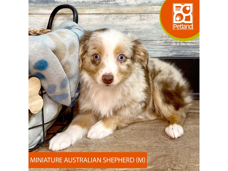 Miniature Australian Shepherd-Male-Red Merle-4042431-Petland Eastgate