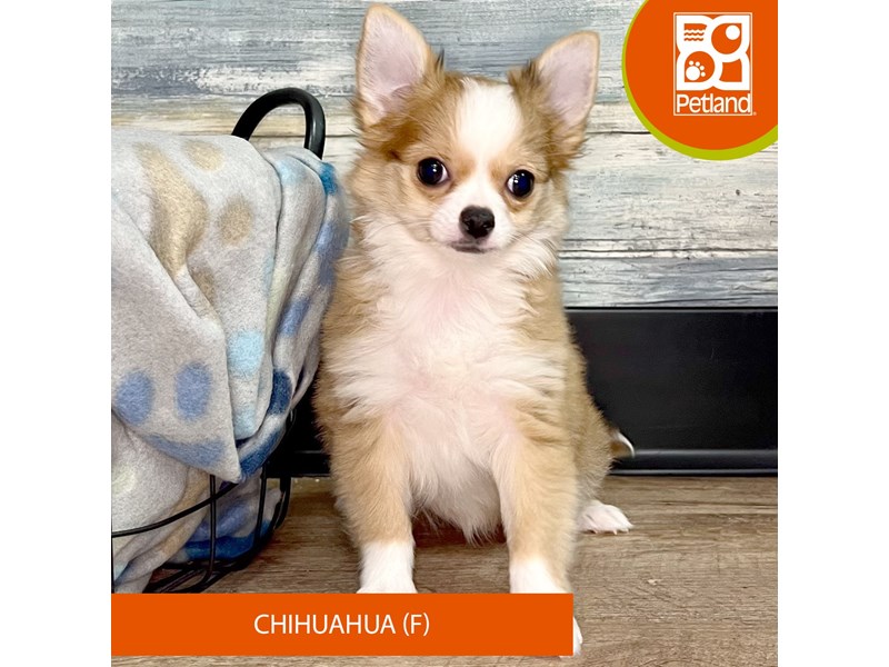 Chihuahua-Female-Red Sable-4042430-Petland Eastgate