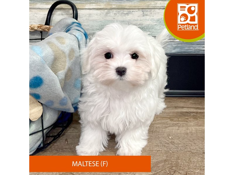 Maltese-Female-White-4042432-Petland Eastgate
