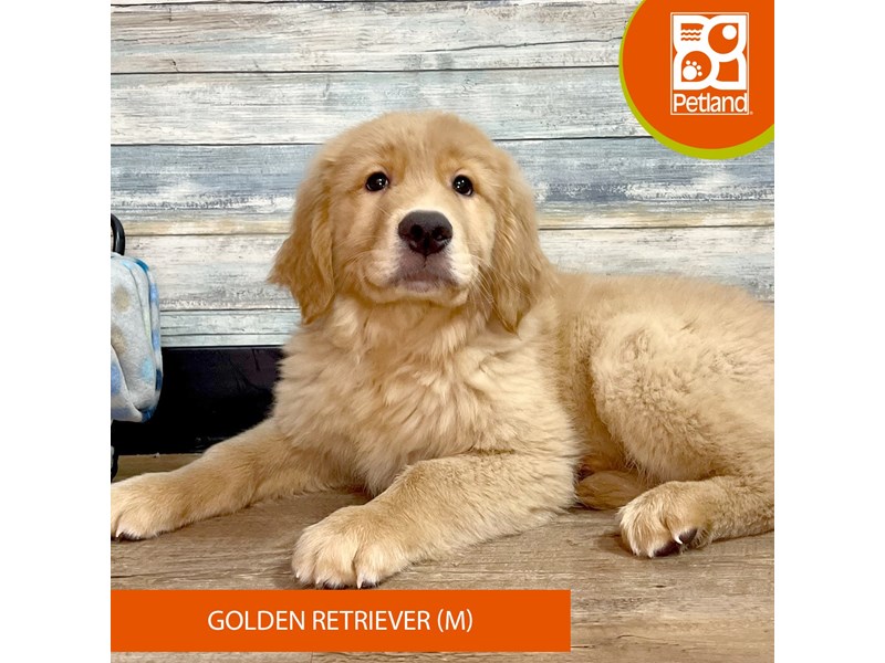 Golden Retriever-Male-Golden-4042429-Petland Eastgate