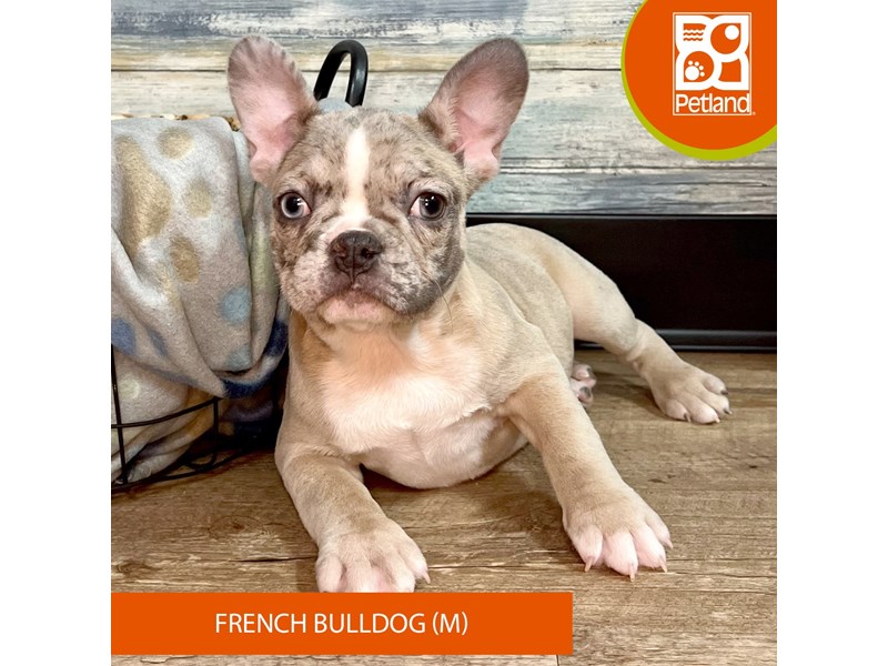 French Bulldog-Male-Blue Fawn Merle-4041242-Petland Eastgate