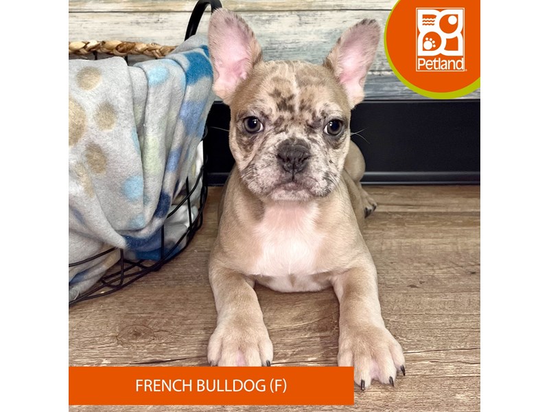 French Bulldog-Female-Fawn Merle-4041241-Petland Eastgate