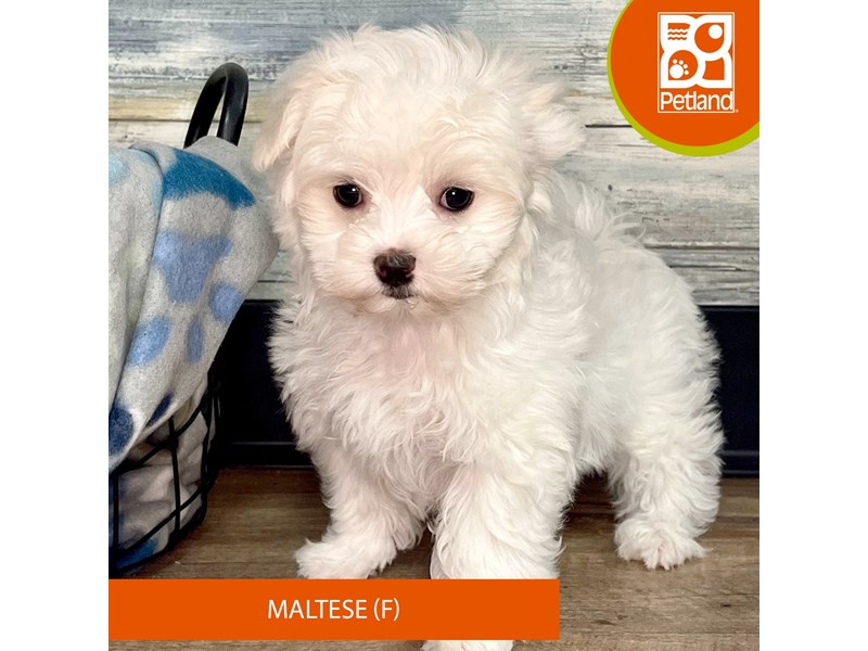 Maltese-Female-White-4041239-Petland Eastgate