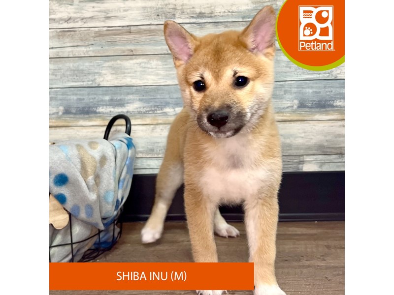 Shiba Inu-Male-Red Sesame-4041237-Petland Eastgate