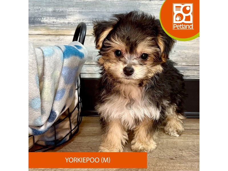 Yorkiepoo-Male-Black / Tan-4041236-Petland Eastgate