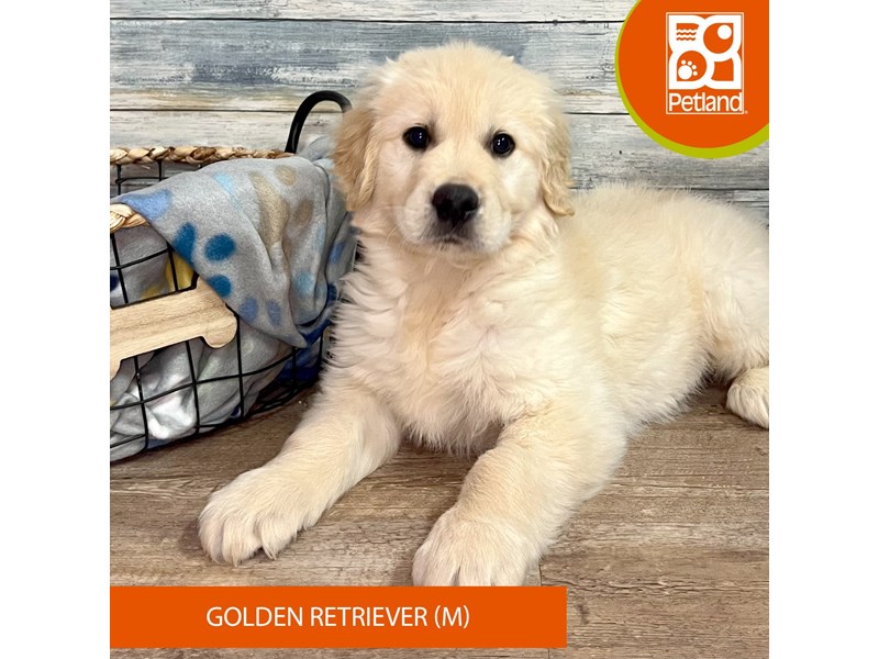 Golden Retriever-Male-Golden-4041246-Petland Eastgate