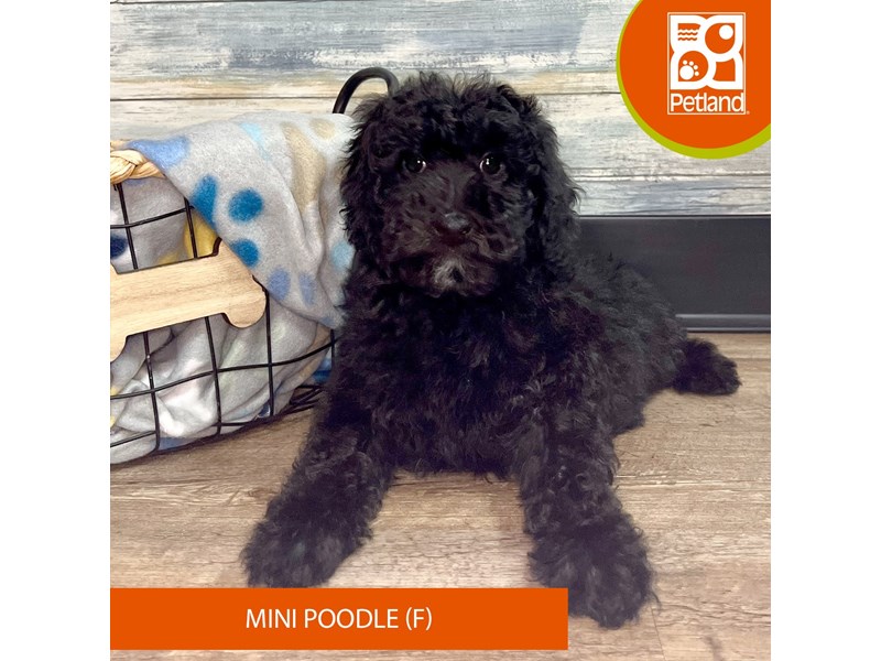 Poodle Mini-Female-Black-4041245-Petland Eastgate