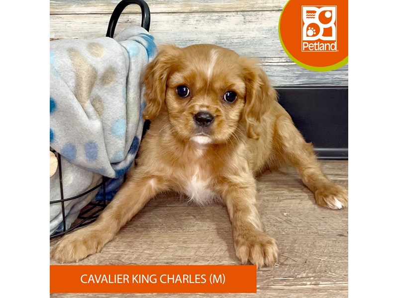 Cavalier King Charles Spaniel-Male-Ruby-4041244-Petland Eastgate