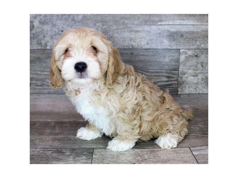Cock A Poo 2nd Gen-Male-Buff-4052137-Petland Eastgate