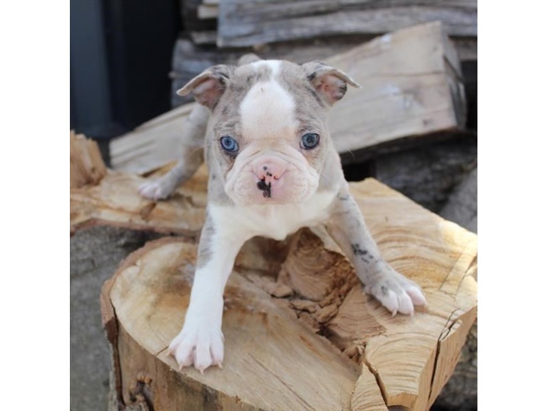 Boston Terrier-Female-Blue Merle-4052143-Petland Eastgate