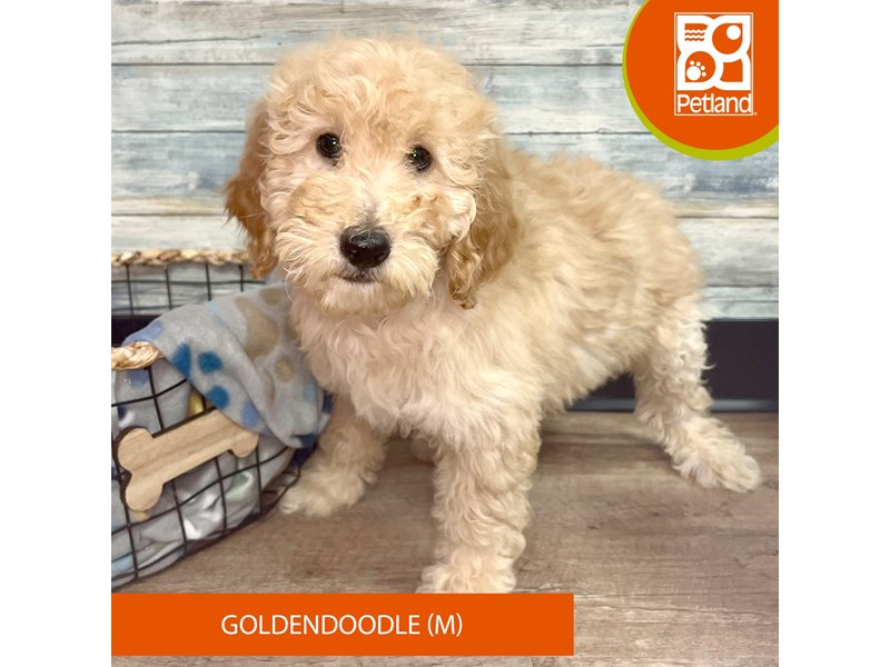 Goldendoodle-Male-Golden-4052141-Petland Eastgate