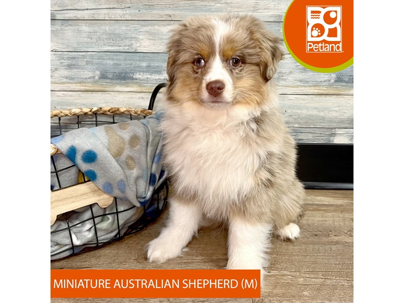 Miniature Australian Shepherd-Male-Red Merle-4052657-Petland Eastgate