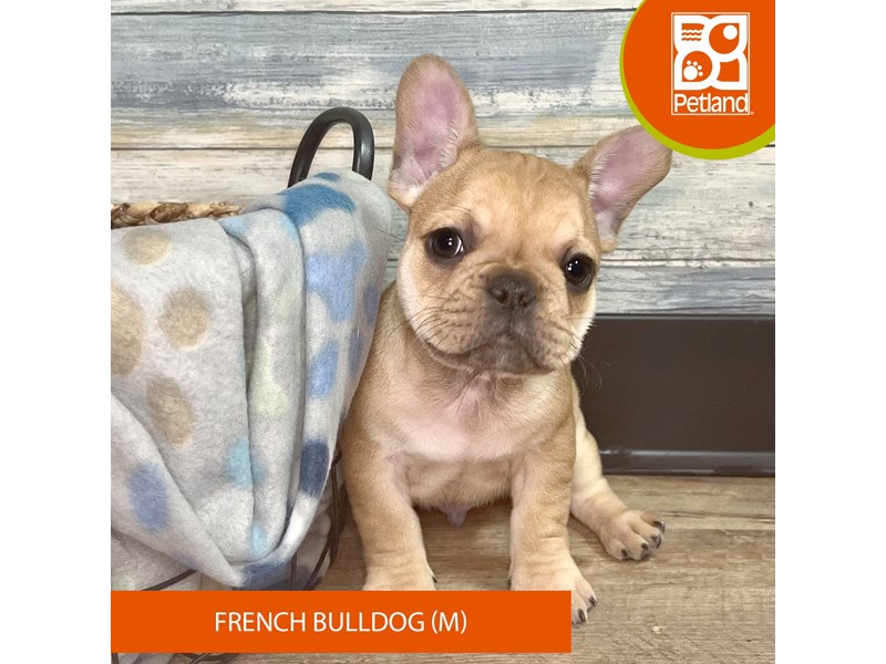 French Bulldog-Male-Fawn-4052135-Petland Eastgate