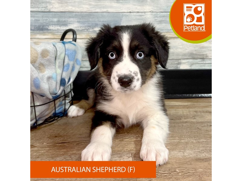 Australian Shepherd-Female-Black White / Tan-4052134-Petland Eastgate