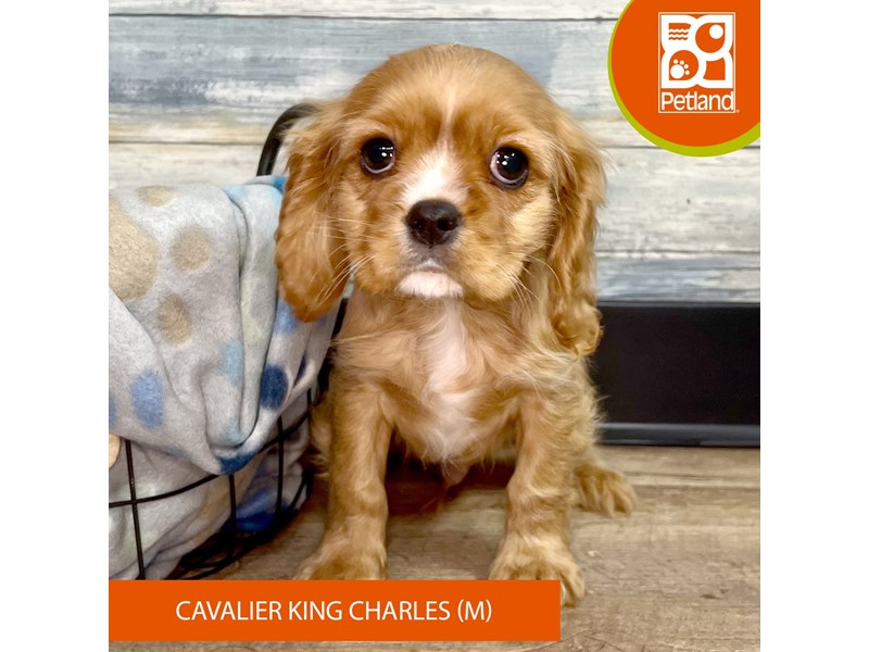 Cavalier King Charles Spaniel-Male-Ruby-4050682-Petland Eastgate